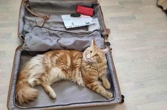 Кошки потеряшки, Казань, фото: Потеряшка кошка Газ на Ноксинской улице, Казань