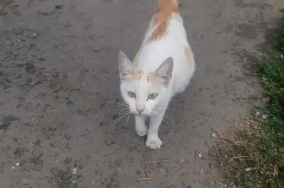 Кошка ищет дом: ул. Ерёменко, 18, Ростов-на-Дону