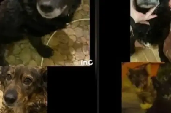 Потерянные животные Санкт-Петербург, фото: Пропала собака Диня на пр. Энгельса 162Л