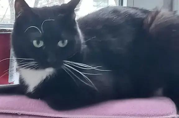 Кошки потеряшки, Москва, фото: Потеряшка черная кошка Алиса, ул. Милашенкова 11 корпус 1, Москва