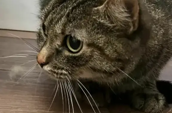 Найдена домашняя кошка на Усиевича в Москве
