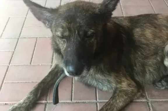 Найдена больная собака возле дома в Балашихе