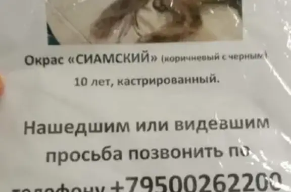 Кошки потеряшки, Санкт-Петербург, фото: Потеряшка кот Бруно, ул. Конная, д.7, СПб.