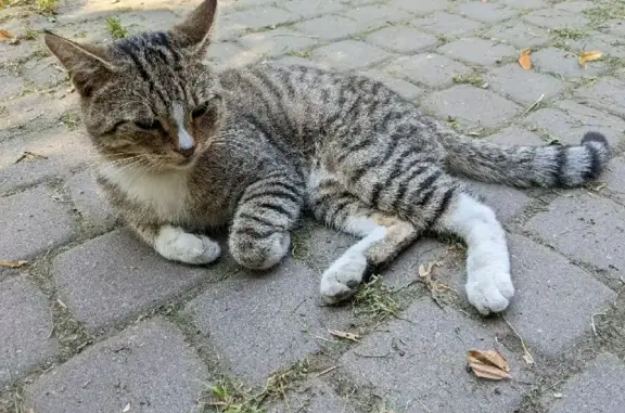 Найден кот с ошейником на Воронежской ул.