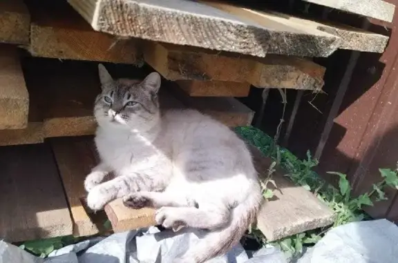 Пропал кот Каспер на Красноармейской, 113