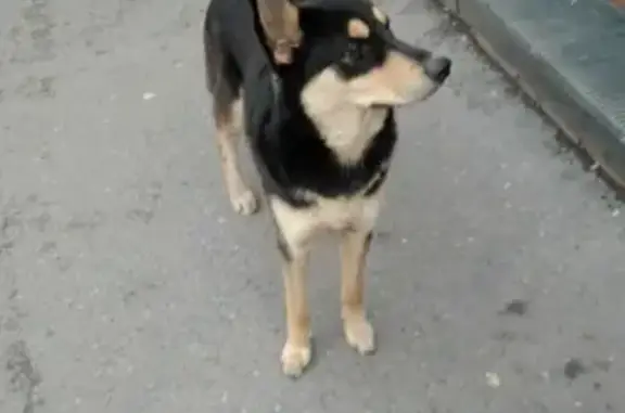 Собака на крыльце магазина, ул. Ленина 128, Красноярск