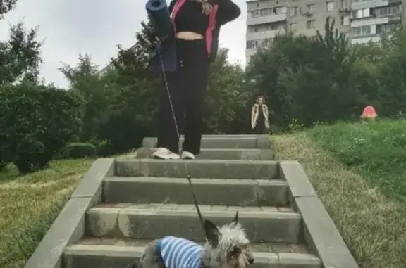 Собаки потеряшки, Москва, фото: Потеряшка пожилой Йорк на ул. Маршала Захарова, Москва