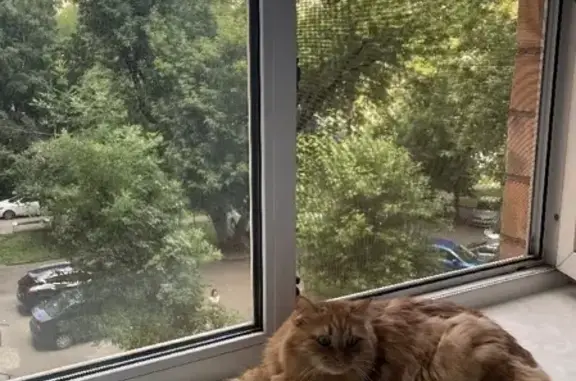 Кошки потеряшки, Москва, фото: Потеряшка кошка на Введенского 11к2, Москва