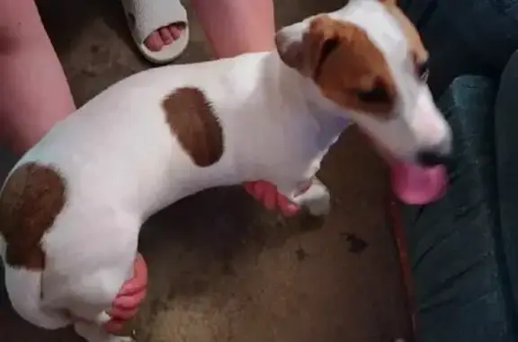Найдена молодая собака без ошейника в парке Садовники, нашелся новый хозяин