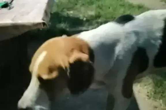Собака без ошейника найдена на ул. Центральная, Самара