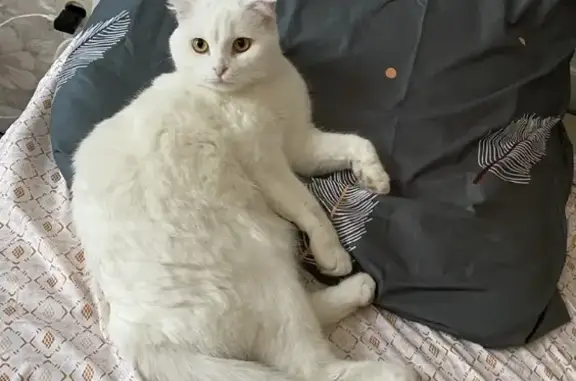 Кошки потеряшки, Санкт-Петербург, фото: Потеряшка кошка Снежок на Народной, 66, СПб