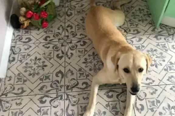 Собаки потеряшки, Калининград, фото: Потеряшка Честер на Луговой, 30 (Калининград)