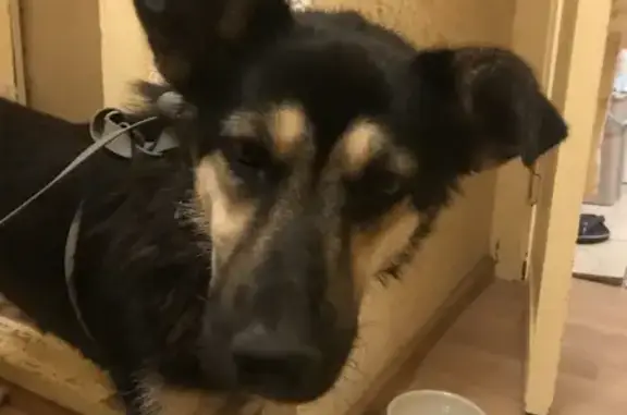 Найдена собака в Кузьминках: сука метис без чипа