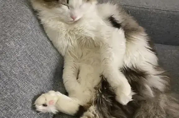 Кошки потеряшки, Новосибирск, фото: Потеряшка кот: Б. Богаткова, 171, Новосибирск