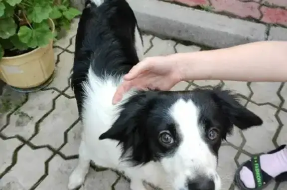 Найдена ласковая собака на Тобольской улице