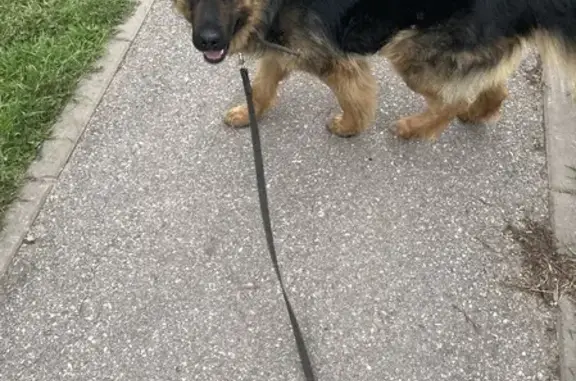 Собаки потеряшки, Ульяновск, фото: Потеряшка собака Баффи на улице Камышинская, Ульяновск