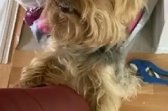 Найдена собака, Рыгино, фото: Найден йоркширский терьер в Солнечногорском районе, ищет хозяина