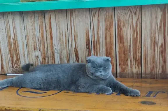 Пропала кошка Бусинка в СНТ Прогресс, Челябинск