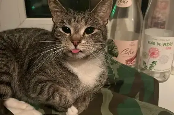 Кошки потеряшки, Санкт-Петербург, фото: Потеряшка кошка Симона, Коломенская ул. 27, СПб