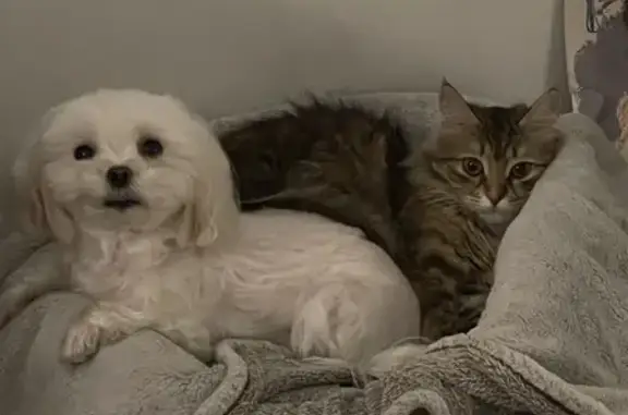 Кошки потеряшки, Москва, фото: Потеряшка кошка Кока на Больших Каменщиках 17