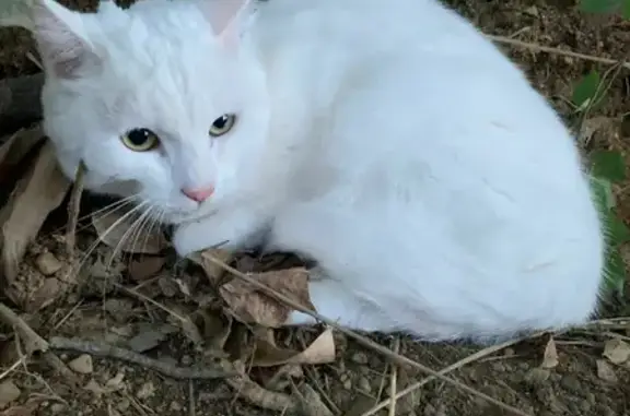 Найден белый кот на ул. Дальней в Зейском районе