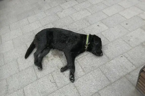 Найдена черная собака с ошейником на Кореновской, Краснодар