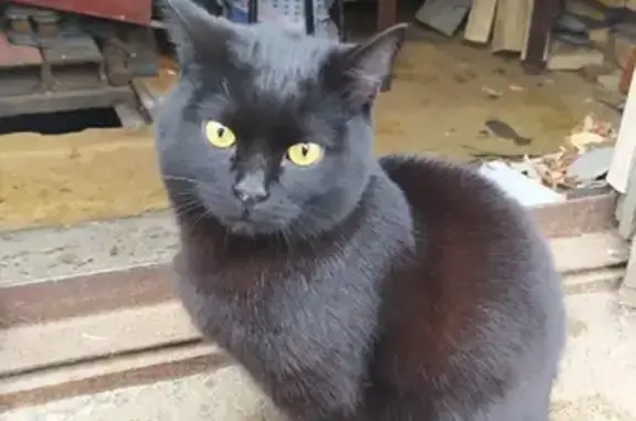 Найден черный кот на Саянской, Красноярск