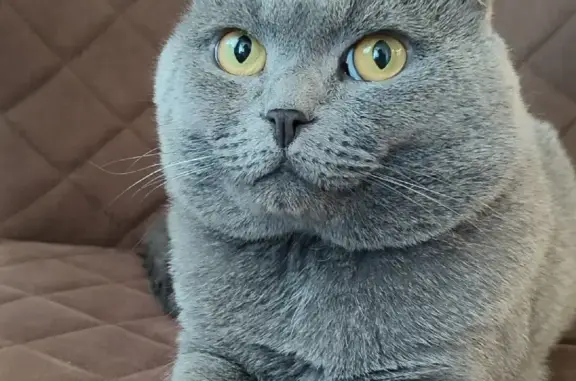 Кошки потеряшки, Москва, фото: Потеряшка кошка на Борисовской улице, Москва