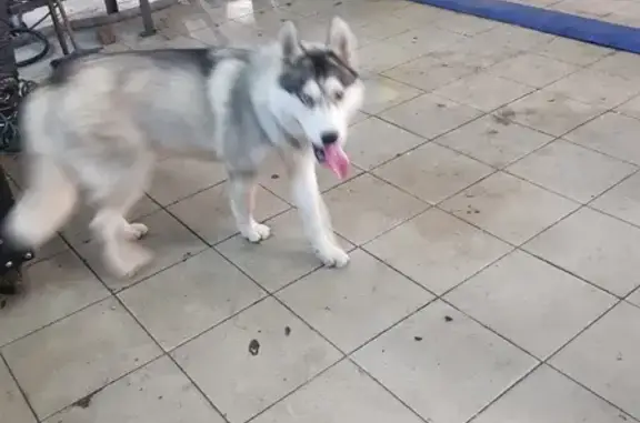Собака Хаска найдена на Московской улице, 83 в Краснодаре