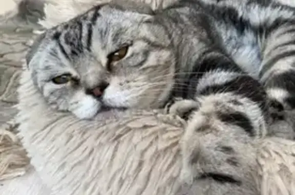 Пропала кошка Бритни из СНТ Конаковское на Советской улице