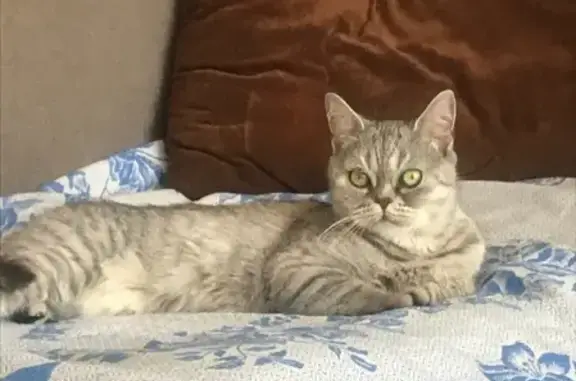 Потерянные животные Брянск, фото: Пропала кошка Ева на Красноармейской 172 в Брянске