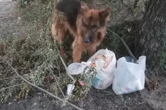 Собака на набережной М. Горького, Воронеж