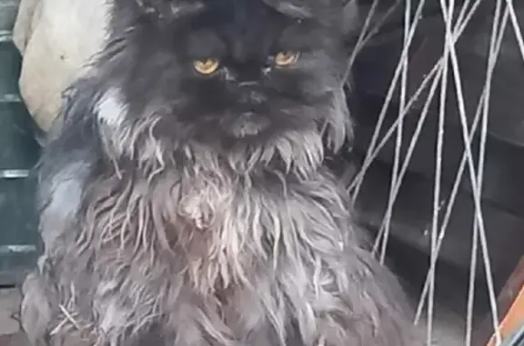 Найдена кошка на 1-й линии, Лесколовское сельское поселение