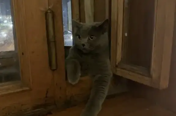 Кошки потеряшки, Санкт-Петербург, фото: Потеряшка кошка на Новгородской ул. в СПб