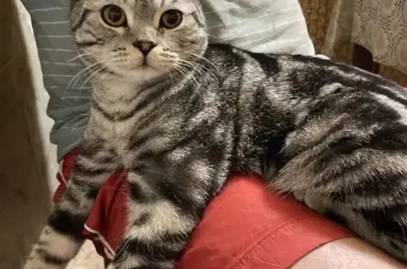Найдена кошка на Верхнем Просветительском проезде, Саратов