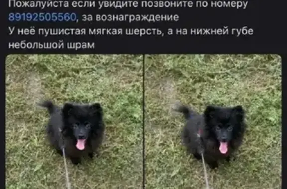 Потерянные животные Липецк, фото: Пропала собака Шпиц на ул. Меркулова, 31 в Липецке.