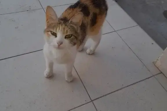 Кошка с котёнком найдены в Симферополе