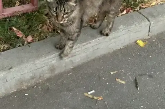 Найдена кошка на Малой Грузинской, 37