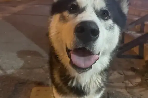 Собака Хаски найдена на 3-й Продольной магистрали, Волгоград
