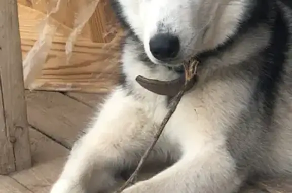 Собака Кобель найдена в Ступино