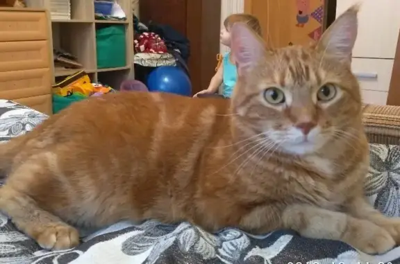 Кошки потеряшки, Санкт-Петербург, фото: Потеряшка кошка на улице Октябрьской, 16.