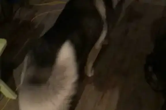 Найдена собака, Москва, фото: Собака Пёс в СНТ Чистые Пруды, Раменский округ