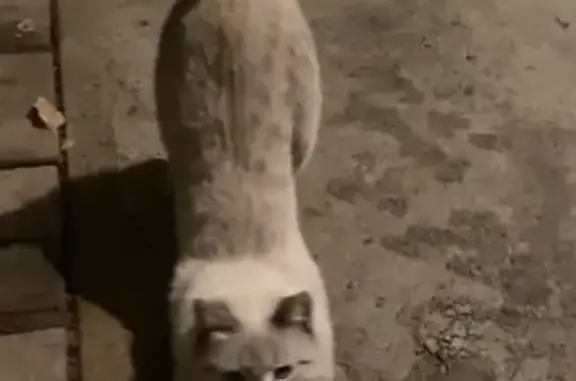 Найдена кошка на 2-й Хабаровской, Красноярск