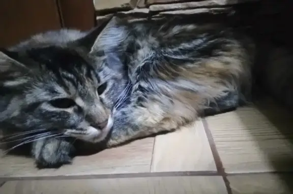 Пропала кошка породы Мейн Кун в Будённовске, Школьный переулок 36