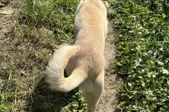 Объявления о пропавших и найденных животных, Талицы, фото: Найдена каролинская собака возле поля в Талицах