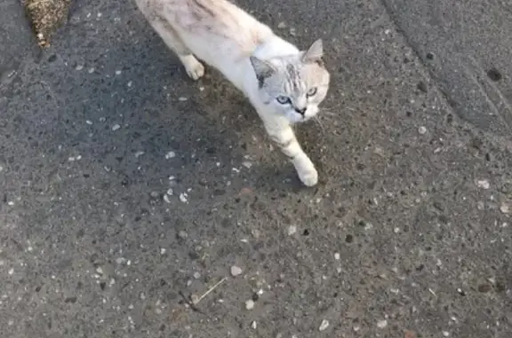 Найдена кошка на Никулинской улице, Москва