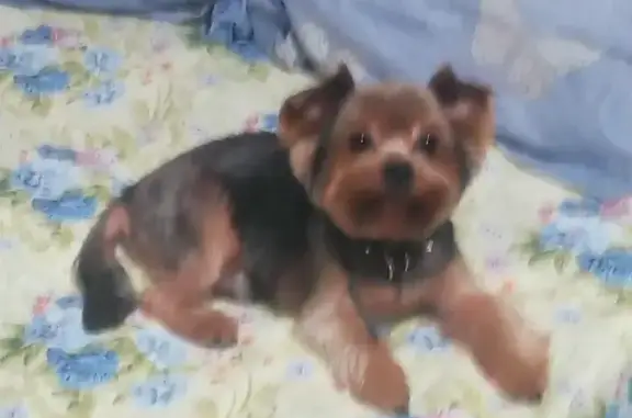 Собаки потеряшки, Нижний Новгород, фото: Потеряшка йоркширский терьер на Обнорского 15, Нижний Новгород