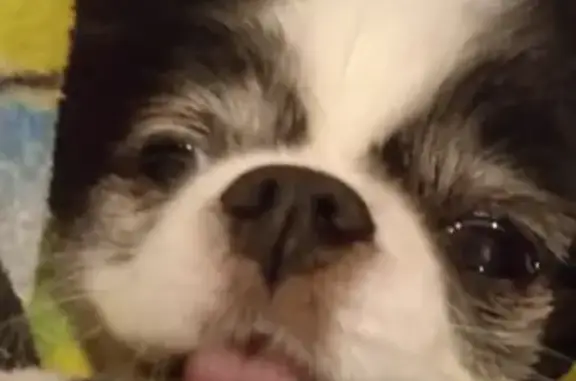 Собаки потеряшки, Москва, фото: Потеряшка собака на Бартеневской 41, Москва