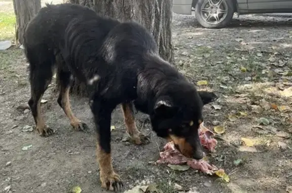 Найдена собака на Путейском переулке, Минеральные Воды