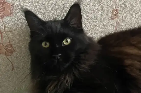 Кошки потеряшки, Санкт-Петербург, фото: Потеряшка кошка 